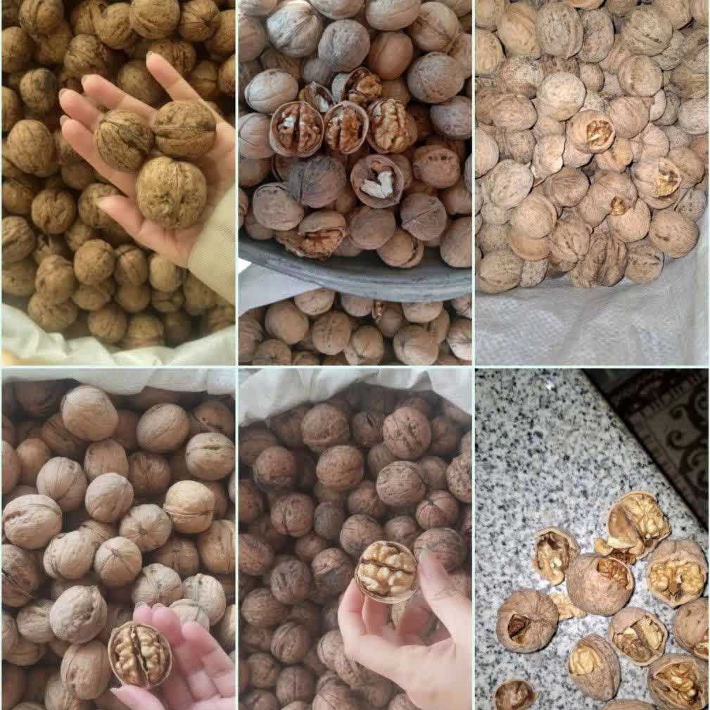 صادرات گردو