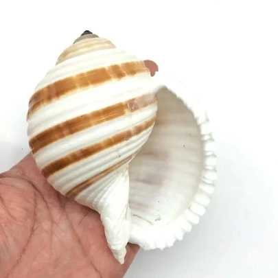 1690796744686.webp