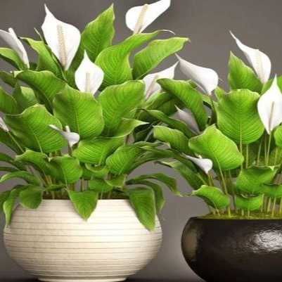 1699076957981.webp