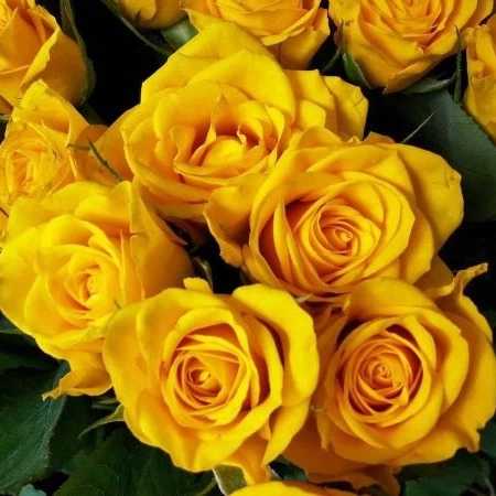 1699077315807.webp
