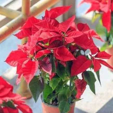 1708413943376.webp