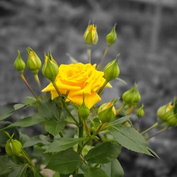 1724741042946.webp