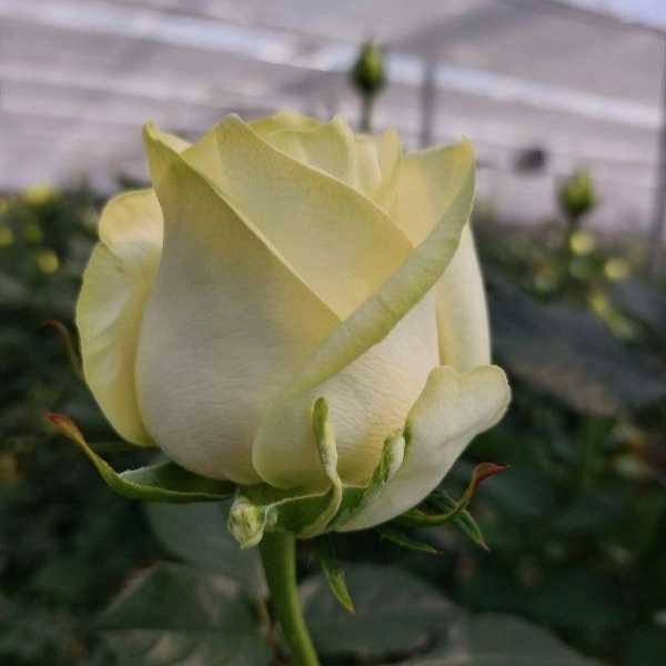 1724742990758.webp