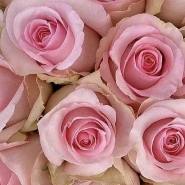 1724744499929.webp