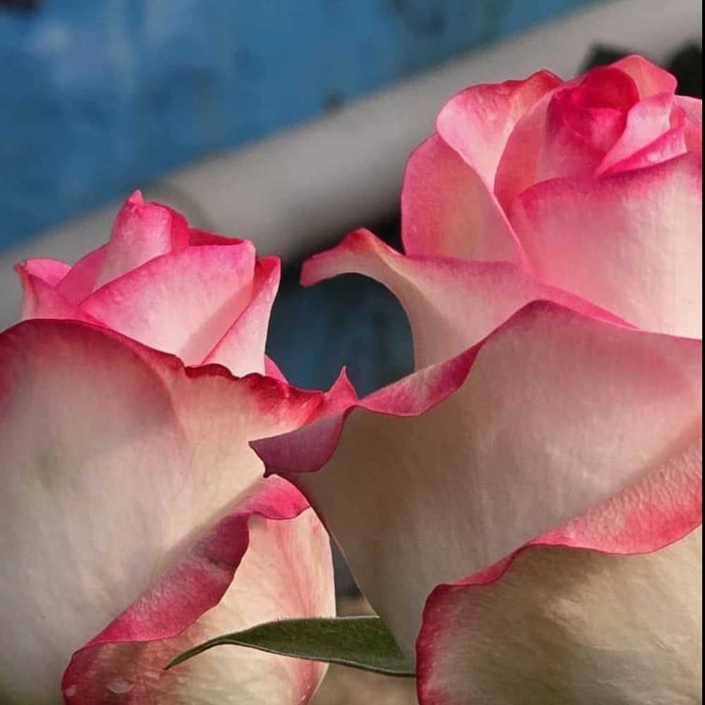 1731744472598.webp