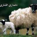 Afshari Livestock Farm sells and distributes live sheep, ewes, chickens and roosters with free service in Mehrdasht Karaj