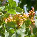 Moradi pistachio nursery in Torbet Jam