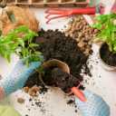 Sultani potting soil production in Mashhad