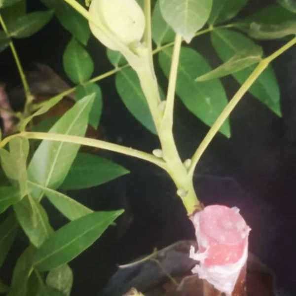 1699186532749.webp