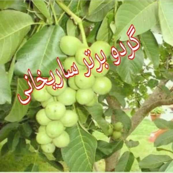 1699186572475.webp
