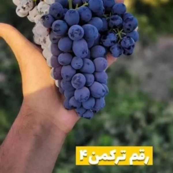 1701167376930.webp