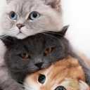 Pet Shop 23 in Ahvaz, selling all kinds of pet food and accessories 23 in Ahvaz