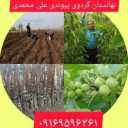 Nazanin transplanted walnut nursery in Dasht al-Shatar