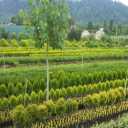 Musa Phandani Nursery in Golestan