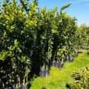 Sale of high-quality citrus and black root seedlings in Qaemshahr, Mazandaran