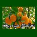 The Black Root Nursery in Qaimshahr