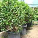 Cultivation of Nahal Gostar flowers and plants in Golestan