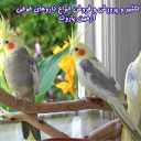 Propagation and breeding and sale of all kinds of Armin Parrot's parrot medicines in Rasht