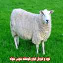 Buying and selling all kinds of foreign sheep owned in Jiroft