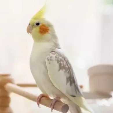1705833252442.webp