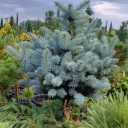 Production and sale of all kinds of ornamental flowers and rare palm species of Toska flower garden in Chabaksar