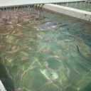 Abad Karaj Fish House