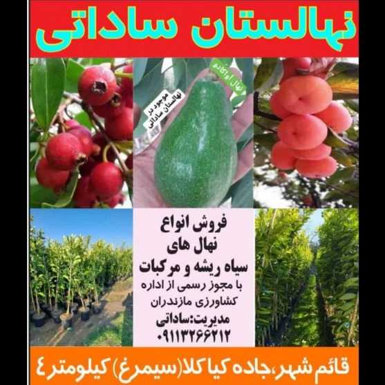 1706523538590.webp