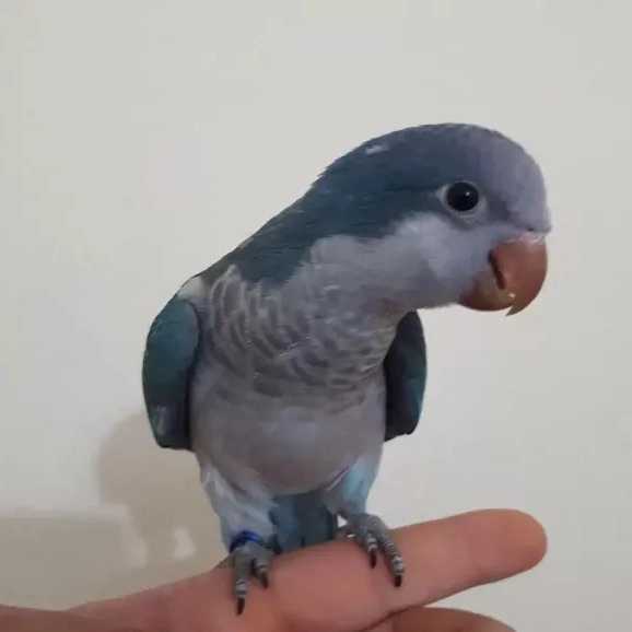 1706527487545.webp