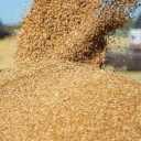 Wholesale sale of Javadi animal feed waste in Isfahan