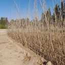 Buying and selling all kinds of seedlings in Shamshiri nursery in Razavi Khorasan