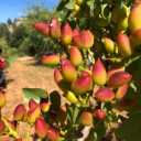Production and supply of pistachio seedlings by Zarezadeh in Mehriz