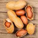Wholesale sale and export of Dadashi Mehr peanuts in Tehran