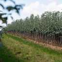 Iranian jujube and sugar pine tree nursery in Khova Khorasan