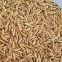 Cultivation and sale of rice box rice seeds in Astane Ashrafieh, Gilan