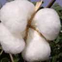 Buying and selling cotton mills of Khorasan cotton farmers in Bojnord