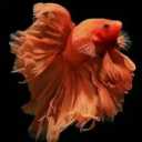 Sale and breeding of fighter fish, Beta Star in Isfahan