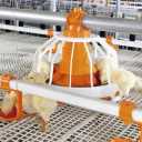 Production and sale of equipment and facilities for Mohammadi poultry farming in Qazvin