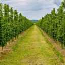 Pashazade nursery and garden in Middle East Azerbaijan