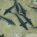 Moghadam sturgeon farm, sturgeon breeding in Ramsar