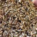 Imri livestock inputs, buying and selling bran, straw, wheat and barley in Golestan