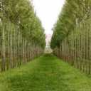 Persian seedling nursery in Miandawab