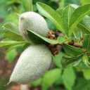 Ata nursery, producing and selling all kinds of seedlings, in Ardabil