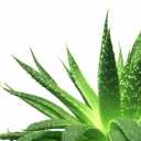 The store, wholesale sale and export of aloe vera leaves in Hormozgan