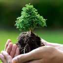 Shah Nahal nursery, production of all kinds of seed and grafted seedlings in West Azerbaijan