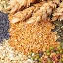 Agricultural products of Yar Ahmadi, sale of fodder corn, wheat, rice in Lorestan, Durood