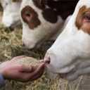 Rushdizadeh livestock feed, sale of hay and straw agricultural products in Khuzestan
