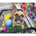 Lonapet pet shop in Tabriz