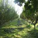 Shahr Iranian garden, relocation and transfer of high trees in Karaj