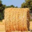 Wholesale sale of Kehrizi corn straw fodder in Kermanshah