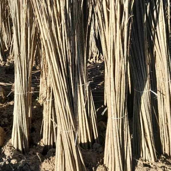 1714896562312.webp